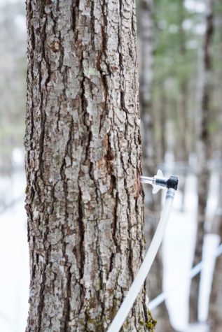 Tapping for Gold | Maine Maple Sunday | Maine magazine